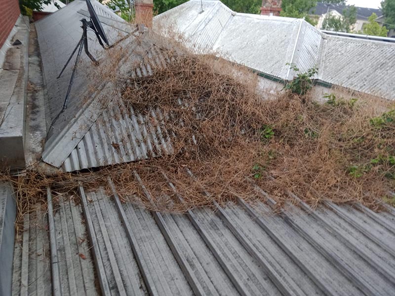 case-study-roof-leaks-abbotsford-plumber-2